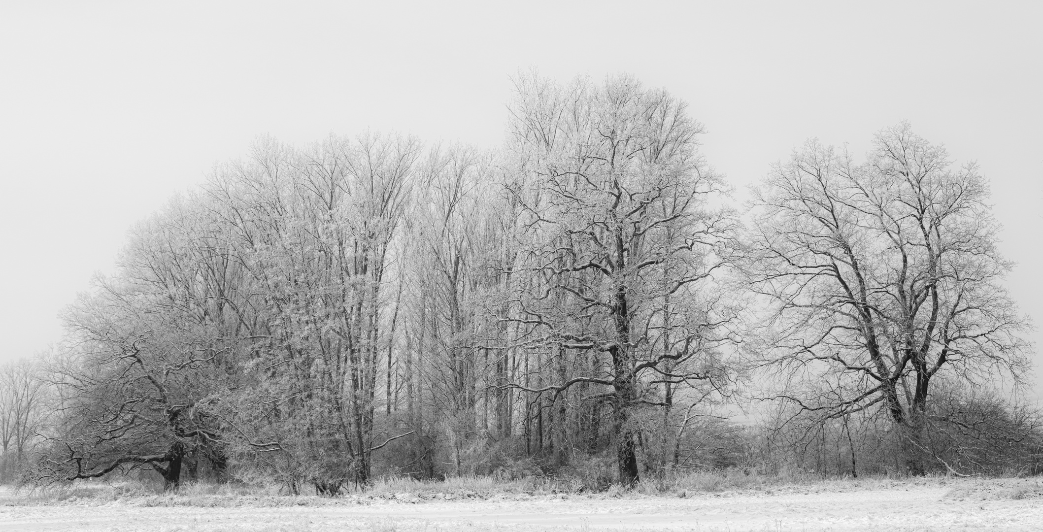 Bäume im Schnee