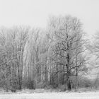 Bäume im Schnee