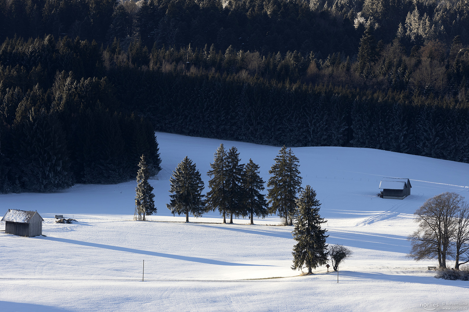 Bäume im Schnee