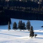 Bäume im Schnee