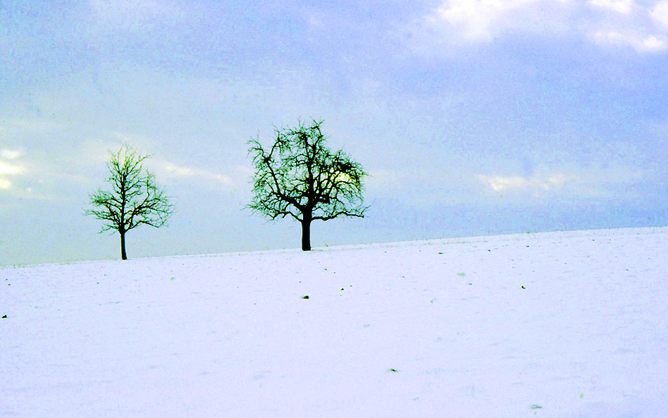 Bäume im Schnee