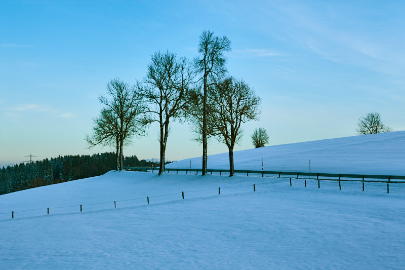 Bäume im Schnee