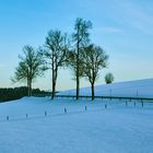 Bäume im Schnee