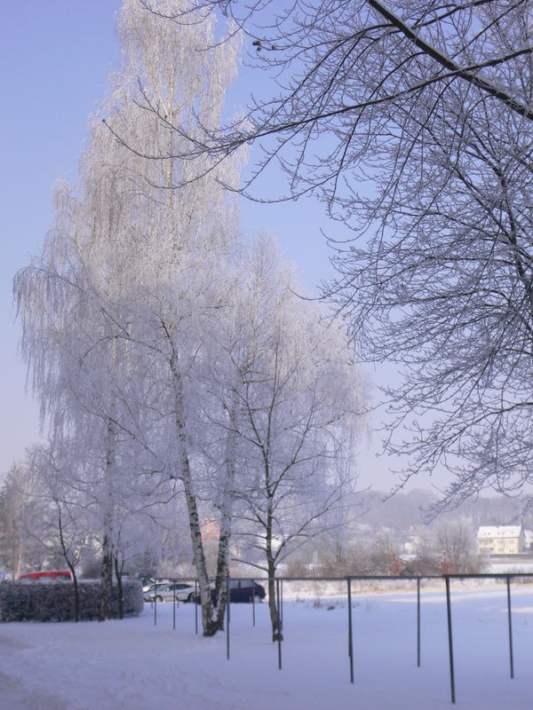 Bäume im Schnee