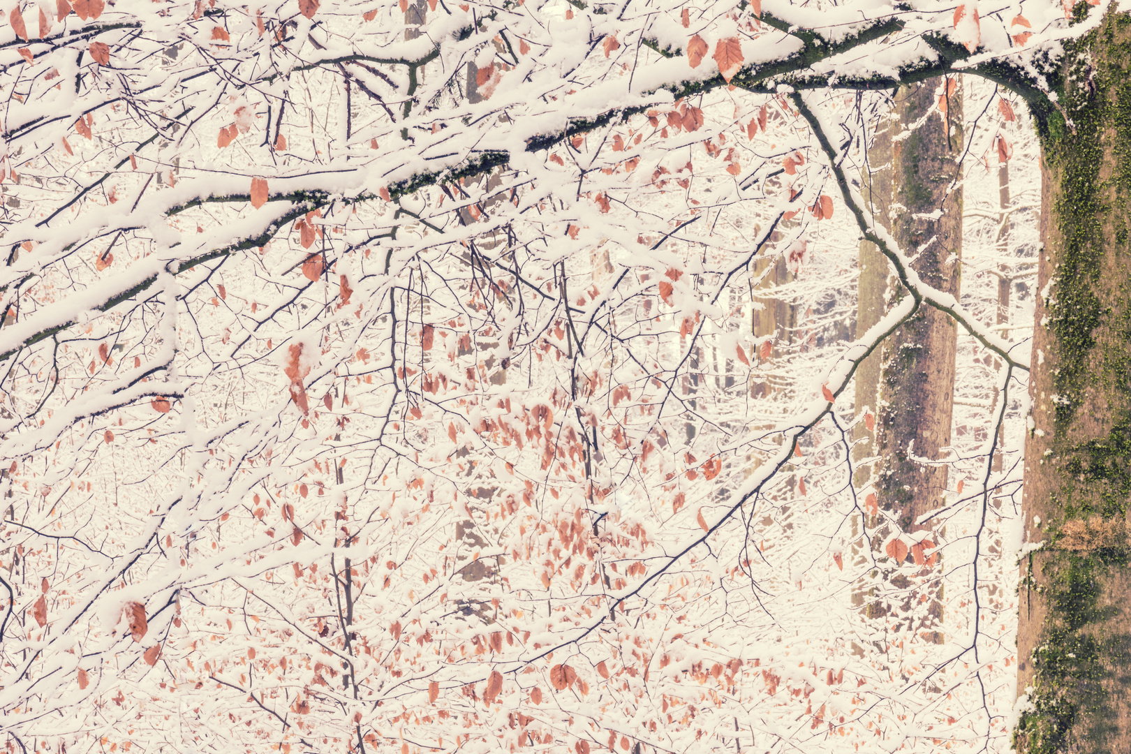 Bäume im Schnee