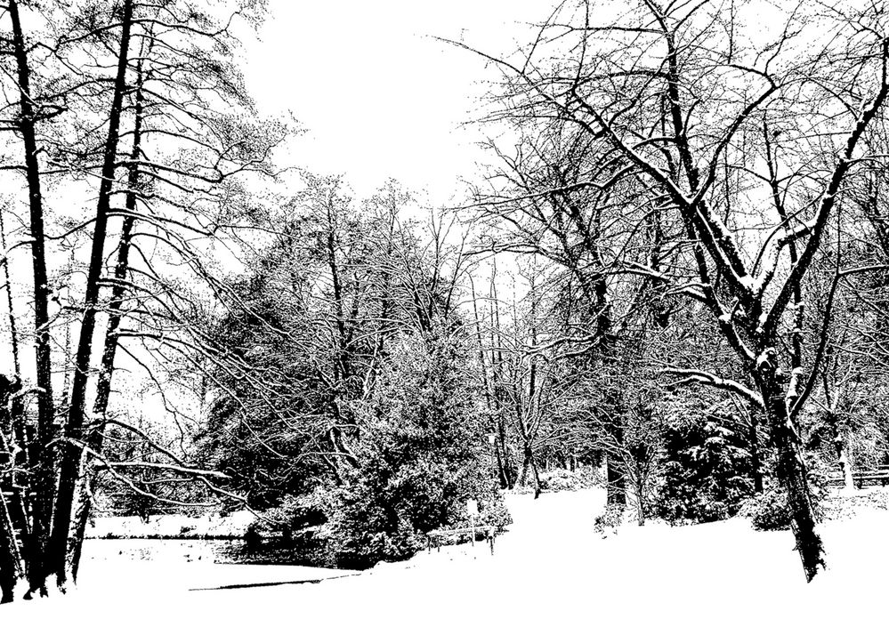 Bäume im Schnee