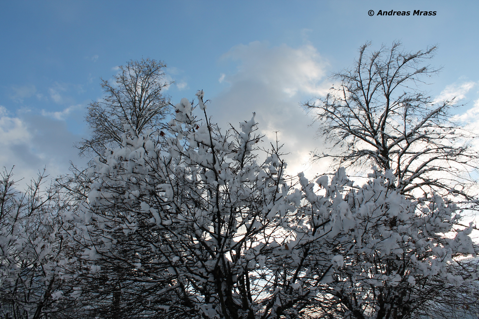 Bäume im Schnee