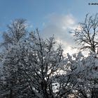 Bäume im Schnee