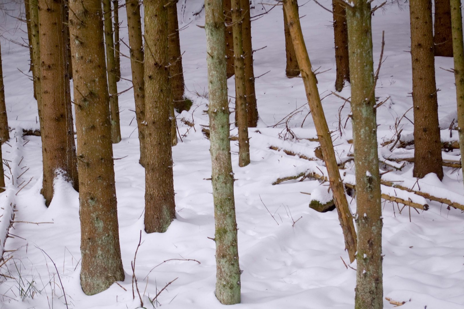 Bäume im Schnee