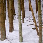 Bäume im Schnee