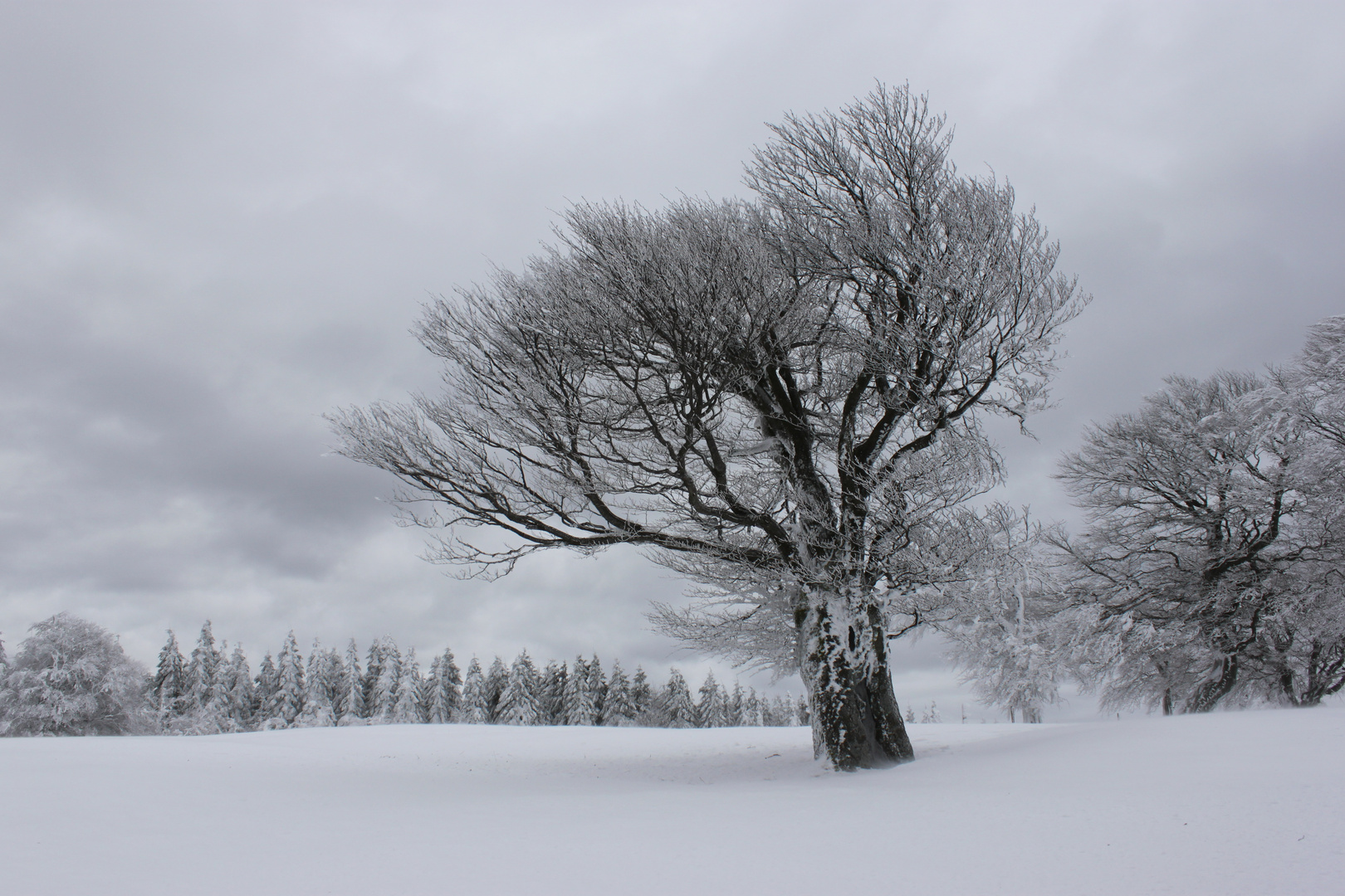 Bäume im Schnee