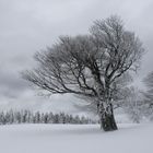 Bäume im Schnee