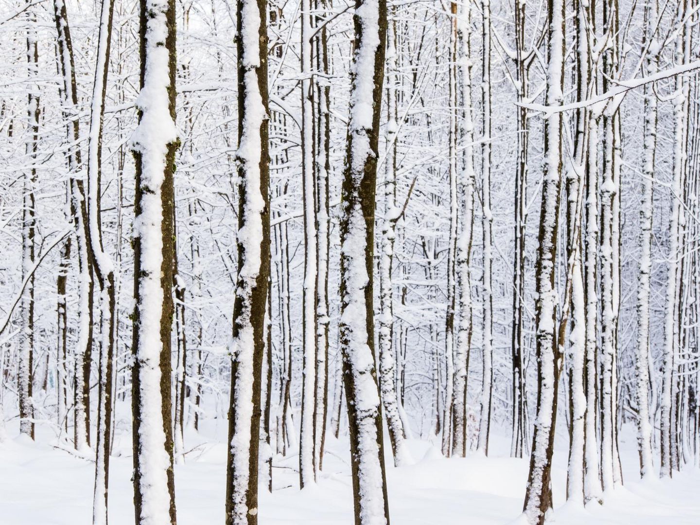 bäume im schnee