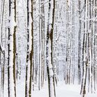 bäume im schnee