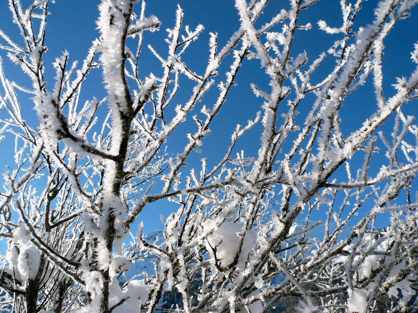 Bäume im Schnee