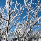 Bäume im Schnee