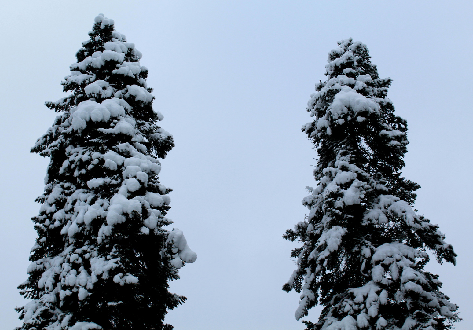 Bäume im Schnee