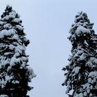 Bäume im Schnee