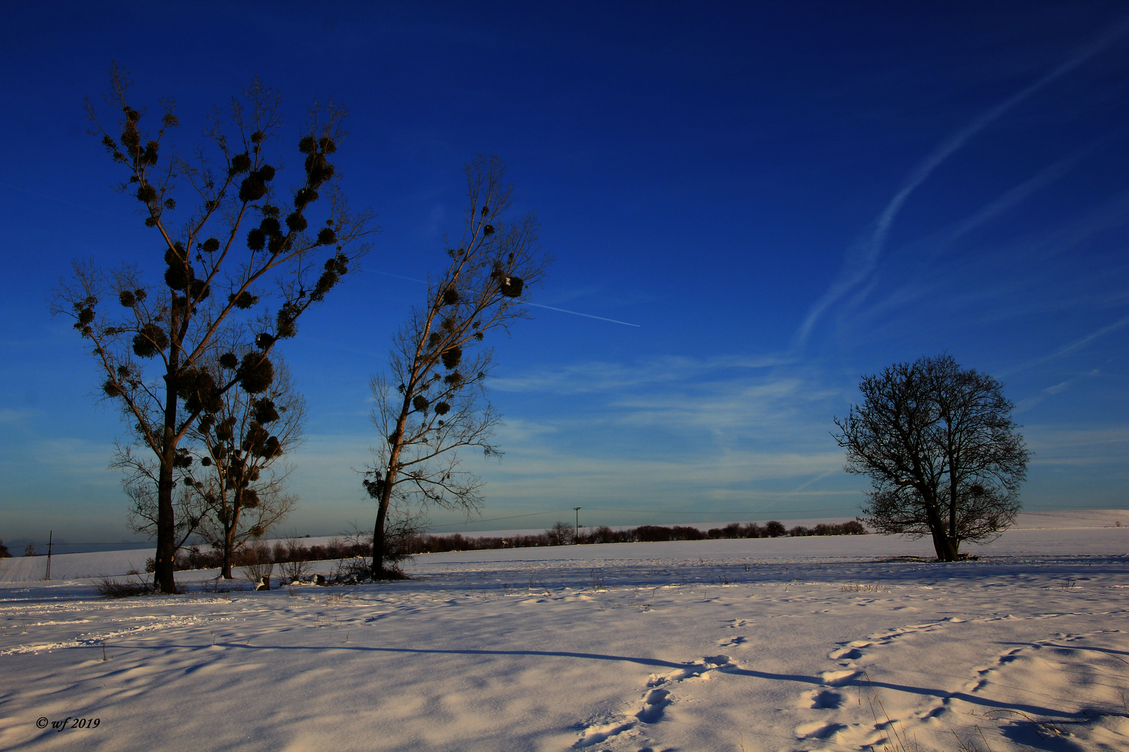 Bäume im Schnee