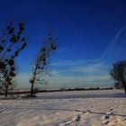 Bäume im Schnee