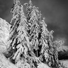 Bäume im Schnee