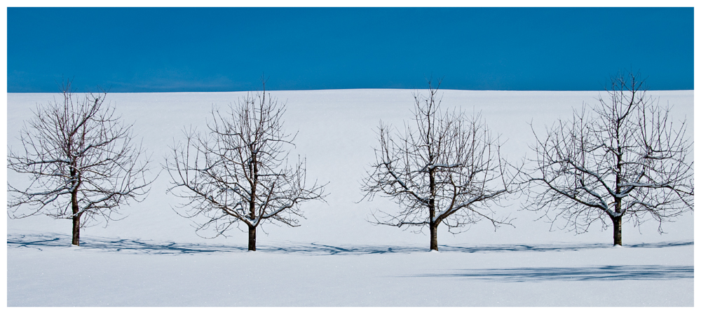 Bäume im Schnee