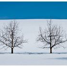 Bäume im Schnee