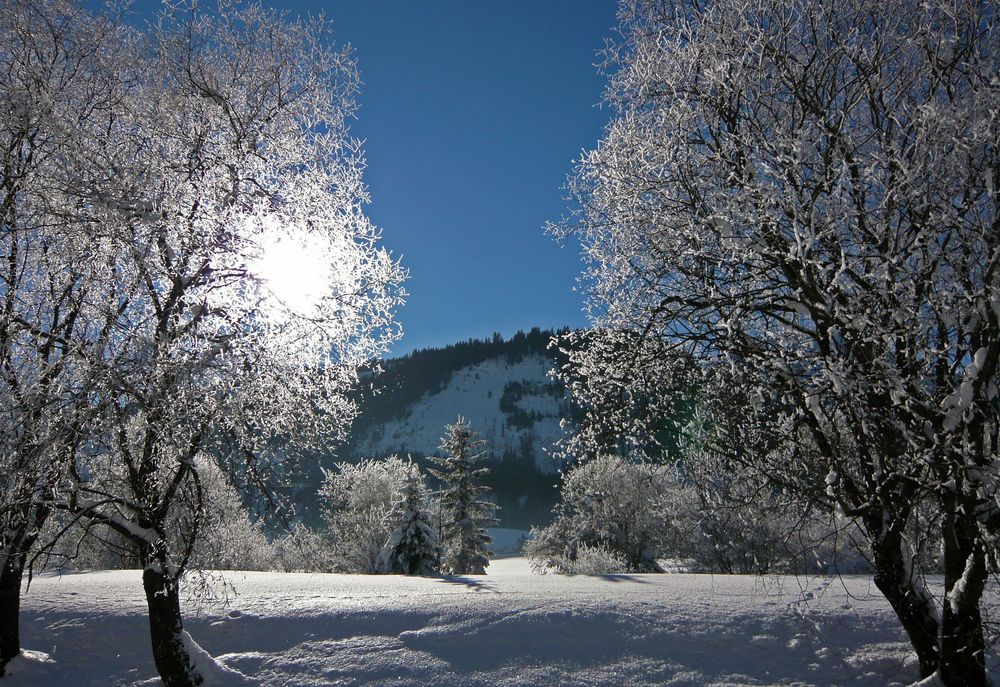 Bäume im Schnee