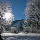 Bäume im Schnee