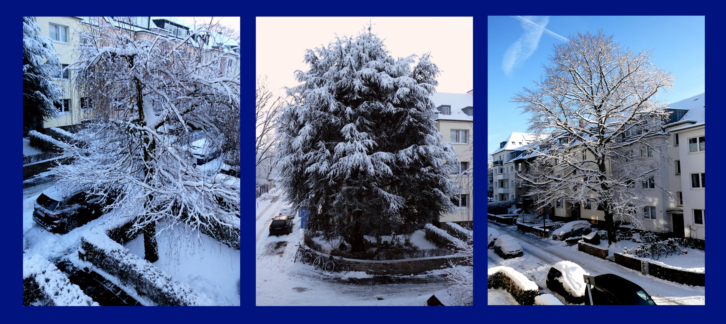 Bäume im Schnee