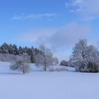 Bäume im Schnee