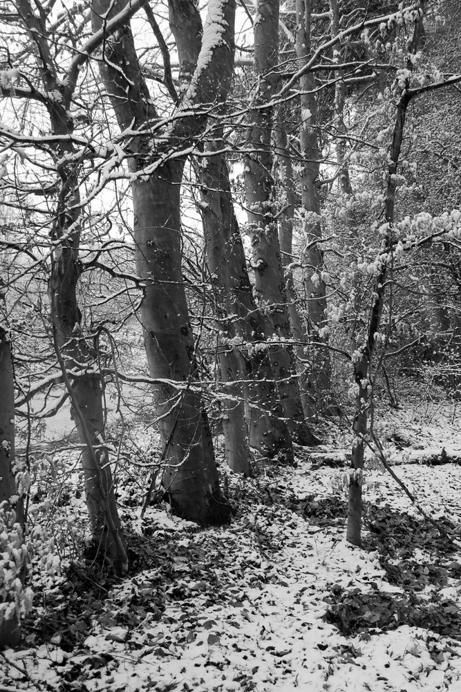 Bäume im Schnee ....