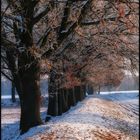 Bäume im Schnee 