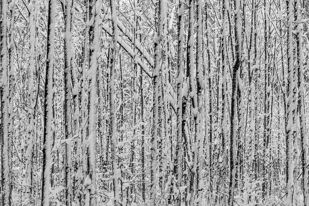 Bäume im Schnee