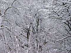 Bäume im Schnee