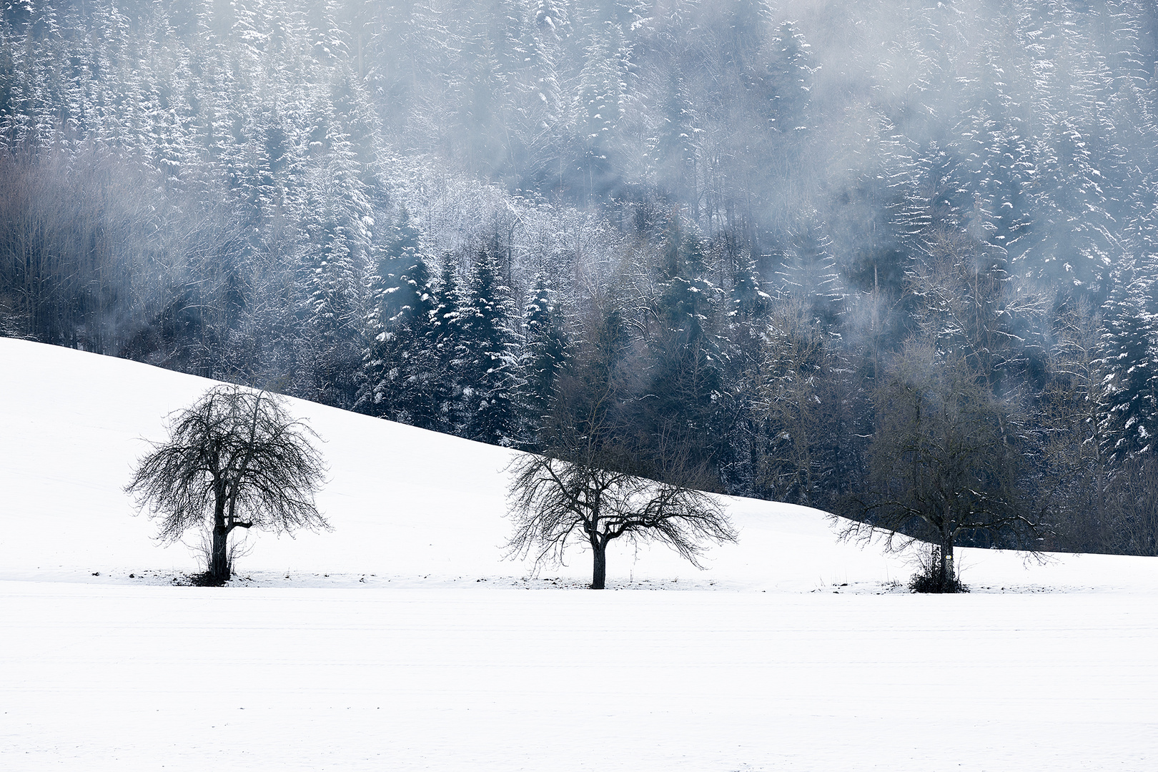 Bäume im Schnee