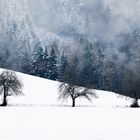 Bäume im Schnee