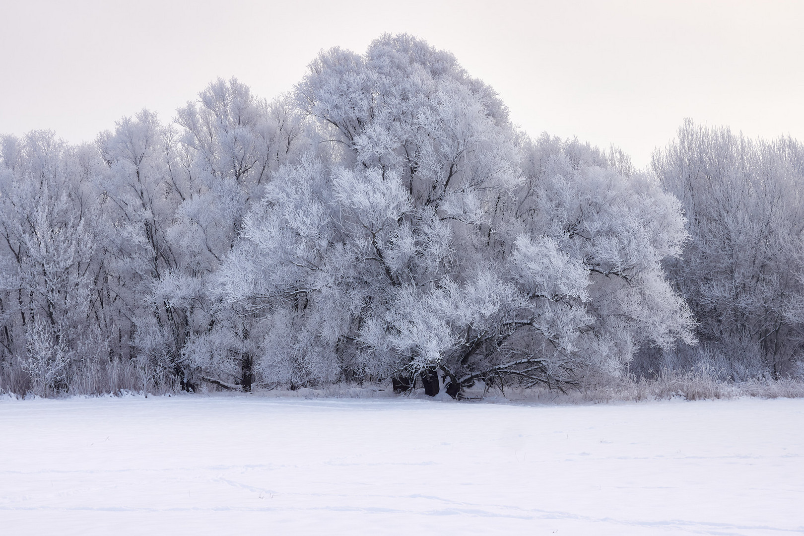 bäume im schnee