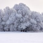 bäume im schnee