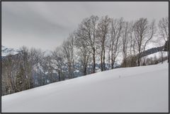 Bäume im Schnee