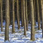 Bäume im Schnee