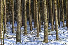 Bäume im Schnee