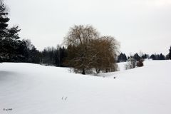 Bäume im Schnee