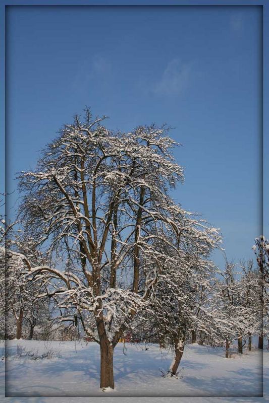 Bäume im Schnee