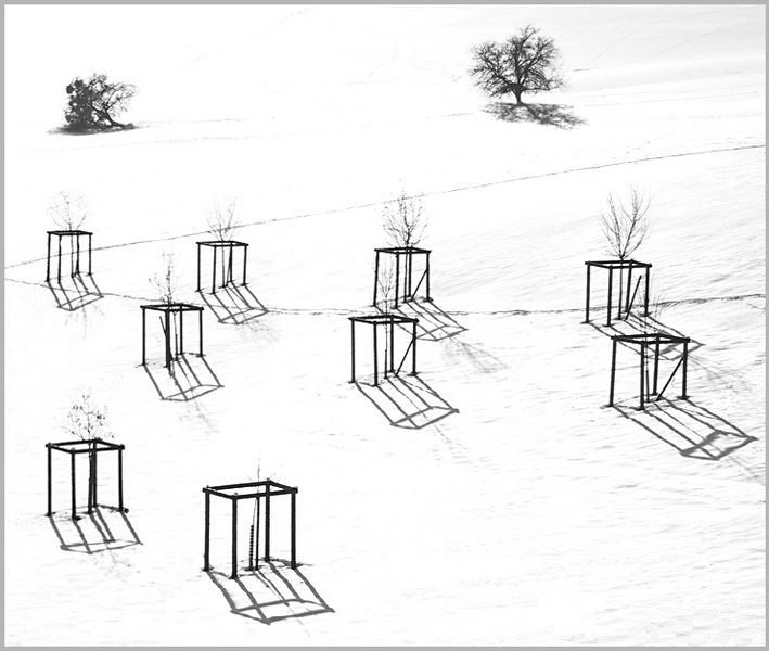 Bäume im Schnee (Original)