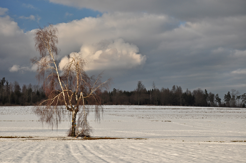 Bäume im Schnee, sind einfach schee.............