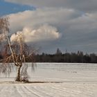 Bäume im Schnee, sind einfach schee.............