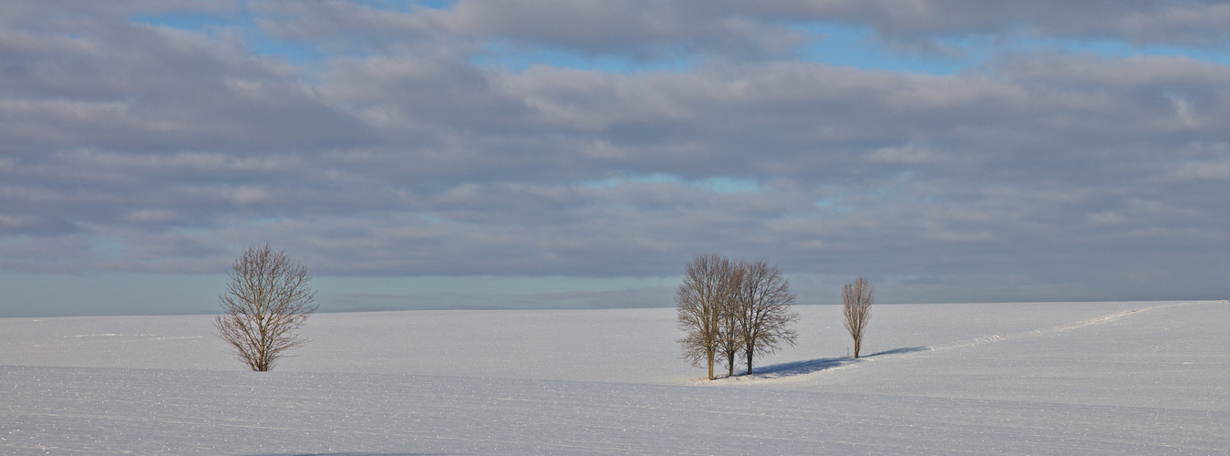 Bäume im Schneefeld