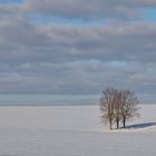 Bäume im Schneefeld