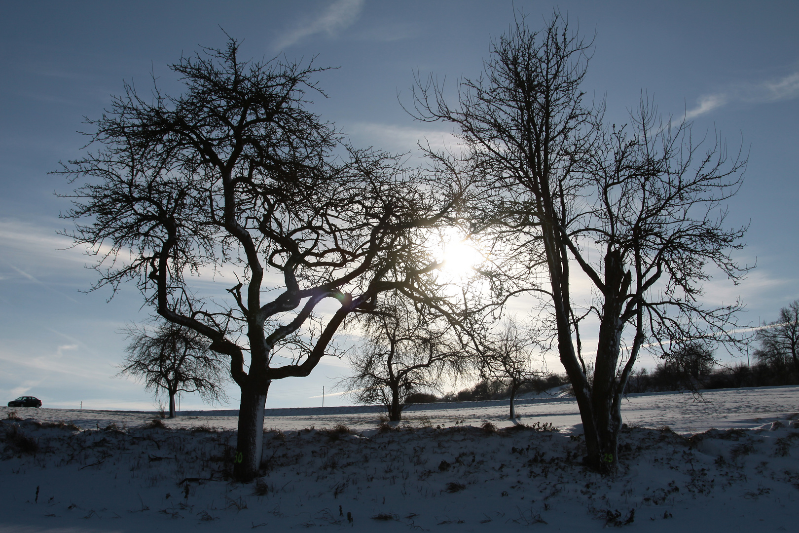 Bäume im Schneegegenlicht